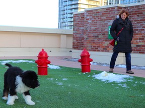 Ernie, an 11-week-old Bernedoodle puppy, gets some fresh air on The Merchandise Lofts' dog walk and relief area, located on the roof of the downtown condo complex.