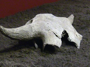 A 2,000-year-old bison skull is shown during a ceremony on the Siksika Nation, Alta., on Friday, Nov. 15, 2019. A 2,000-year-old bison skull unearthed during utility work in the Banff townsite has been returned to a southern Alberta Indigenous community. Members of the Siksika Nation east of Calgary gave the artifact a blessing to welcome it home.