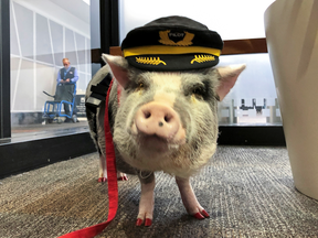 LiLou the therapy pig stands in the departure area at San Francisco International Airport.