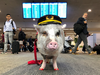 LiLou the therapy pig stands in front of a departures board at San Francisco International Airport.