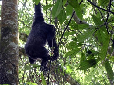 A chimpanzee swings from a branch in Nyungwe.
