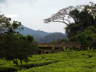 Nyungwe House is in the middle of Gisakura Tea Estate.