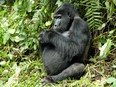 There are only 1,000 mountain gorillas. like this one in Uganda, left in the world.