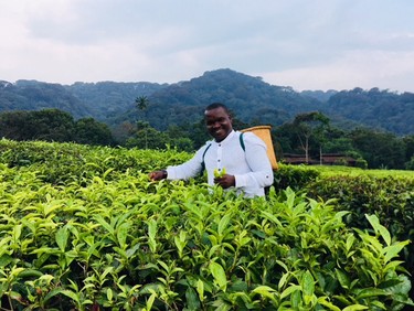 Sam Ndizeye picks tea at One&Only Nyungwe House.