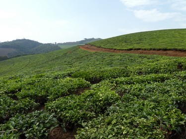 Rolling hills of tea plantations...