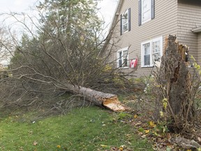 A fallen tree is shown on a property in the town of Hudson, Que., west of Montreal, Friday, November 1, 2019, as high winds have left hundreds of thousands of people without power in Montreal and Quebec.