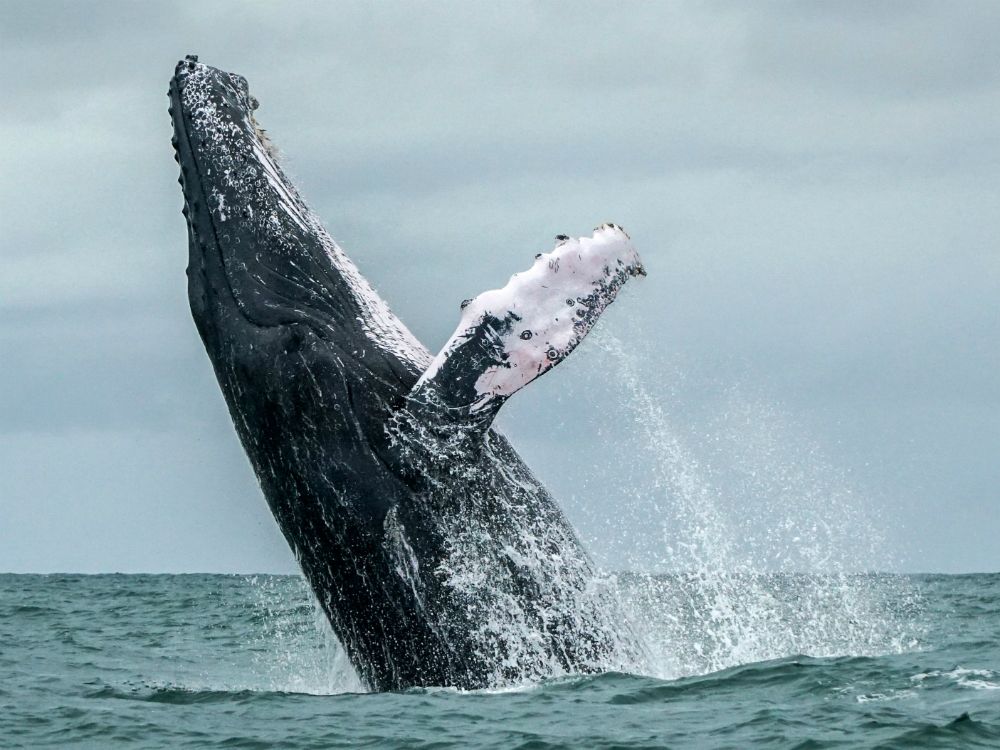 Ever wondered how enormous humpback whales sneak up on schools of tiny ...