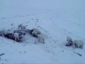 The polar bears are seen near the town in this still grab from a video.