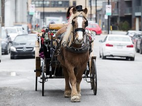 A caleche makes its way along a street in Montreal, Sunday, December 15, 2019. A Quebec judge has refused an injunction request by Montreal caleche drivers seeking to save their industry ahead of a Dec. 31 deadline that spells the end of horse-drawn carriages in the city.