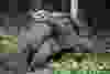 Lonesome George, the last known individual of the Pinta Island Tortoise, subspecies Geochelone nigra abingdoni, walks around Galapagos National Park’s breeding center in Puerto Ayora, Santa Cruz island, in the Galapagos Archipelago, on April 19, 2012.