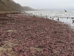 In a jarring photo posted to Instagram, thousands of the pink 10-inch marine worms are seen covering the shore of Drakes Beach in northern California, about 30 miles northwest of San Francisco.