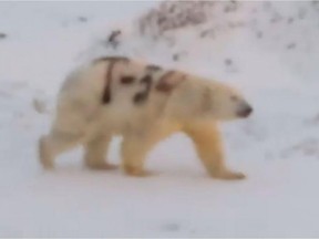 A polar bear was filmed walking with the letters T-34 spray painted on his fur, in rUSSIA.