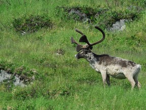 A caribou grazes on Baffin Island in a 2008 file photo. The Quebec government's caribou management plan to potentially shoot wolves that get too close to an endangered woodland caribou herd is drawing criticism from environmentalists.
