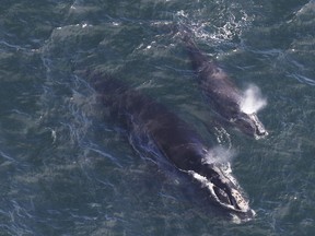 In this Thursday, April 11, 2019, photo provided by the Center for Coastal Studies, a baby right whale swims with its mother in Cape Cod Bay off Massachusetts. An international conservation group has announced the birth of the first North Atlantic right whale calf of the 2019-2020 calving season.