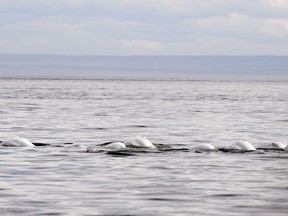Beluga whales swim in front of Tadoussac Que. Aug. 15, 2014. A conservation group has selected two sites in Nova Scotia where it could establish a kind of ocean retirement home for beluga whales raised in captivity at marine parks.