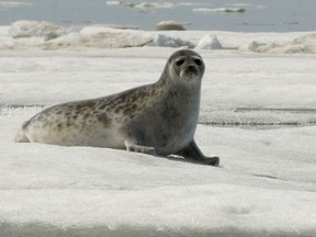 FILE - This June 5, 2009 file photo released by National Oceanic and Atmospheric Administration shows an adult ringed seal in Kotzebue, Alaska. Scientists attending a national gathering of Arctic researchers are outlining a widening range of climate change risks for "sentinel" species like ringed seals and beluga whales that have sustained Inuit for millenia. THE CANADIAN PRESS/HO-Mike Cameron/NOAA via AP, File)