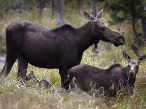 Moose graze in Franconia, N.H. in an Aug.21, 2010 file photo. Farmers in Newfoundland say they're taking on huge financial losses from hungry moose that have been damaging their crops with night-time feeding frenzies.