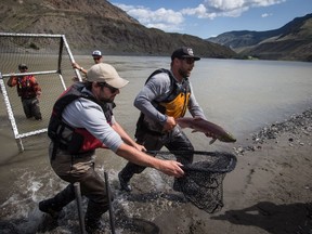 Government officials say there is a "high risk" they won't be fully successful in rescuing salmon species threatened by a massive landslide on British Columbia's Fraser River. Michael Graham, left, and Stuart LePage, of the Department of Fisheries and Oceans, sprint to place a salmon in a vessel to be lifted by a helicopter and transported up the Fraser River past a massive rock slide on the river near Big Bar, west of Clinton, B.C., Wednesday, July 24, 2019.