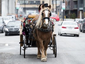 A caleche makes its way along a street in Montreal, Sunday, December 15, 2019. A Quebec judge has refused an injunction request by Montreal caleche drivers seeking to save their industry ahead of a Dec. 31 deadline that spells the end of horse-drawn carriages in the city