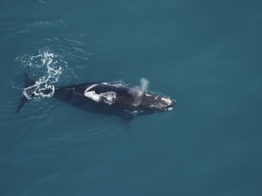 An international conservation group has announced the birth of the first North Atlantic right whale calf, shown in a handout photo, of the 2019-2020 calving season. Oceana says the calf was born Monday off the coast of Georgia, near Sapelo Island. The group says it's the first calf for the mother, which is known only as Catalog No. 3560.THE CANADIAN PRESS/HO-Clearwater Marine Aquarium MANDATORY CREDIT