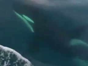 Killer whales swim in the sea off the coast of Messina, Italy, December 27, 2019, in this screen grab taken from video.