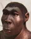 A reconstruction of a male Homo erectus.