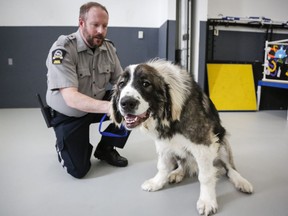 Brad Nichols, Senior Manager of Animal Cruelty Investigations with the Calgary Humane Society, pets Rambo, a surrendered dog, at the facility in Calgary, Alta., Monday, Dec. 9, 2019.THE CANADIAN PRESS/Jeff McIntosh