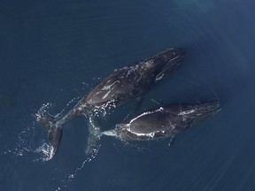 Rare image of bowhead whales captured from a drone near Pangnirtung, Nunavut.