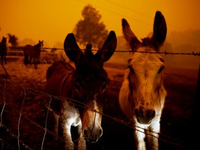 Animals are seen in Cobargo, as bushfires continue in New South Wales, Australia January 5, 2020.