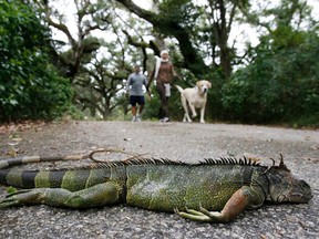 “Iguanas are cold blooded. They slow down or become immobile when temps drop into the 40s (4-6 Celsius). They may fall from the trees, but they’re not dead,” the weather service said.