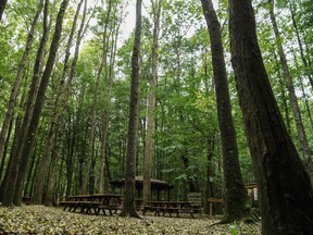 Istanbul's Belgrade forest, October 19, 2018