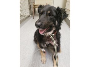 An animal rescue group in Manitoba says it's helping a stray dog found with a jar stuck on its head, that vets have told them was also bitten by other animals and shot with a pellet gun. The fluffy black-and-white female, who they've been calling "Greta," is seen in the care of a veterinary hospital in Winnipeg in a handout photo.