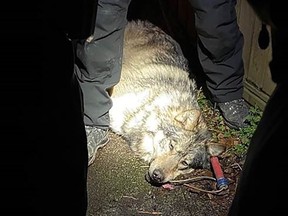 A tranquilized wolf is seen in this handout photo. A wolf spotted roaming through a busy Victoria neighbourhood not far from the provincial legislature has been safely captured. The wolf was first spotted on Saturday in the James Bay area but police and animal control officers were unable to track it down.