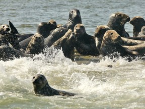 A colony of grey seals basks in the sun on a sand shelf in Chatham Harbor in Chatham, Mass., Thursday, Sept. 28, 2006. A Quebec seal hunter had to be airlifted to hospital this week after being attacked and seriously injured by a grey seal off the coast of Nova Scotia.THE CANADIAN PRESS/AP, Julia Cumes