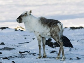 A wild caribou is shown in Nunavut on March 24, 2009. An Indigenous group is asking for a big funding boost from the federal government to put more people on the land observing and reporting on changes to the environment.