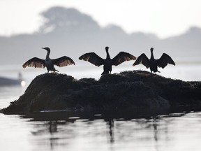 A trio of cormorants dry their wings after fishing in the waters of Cape Porpoise Harbor in Kennebunkport, Maine, Monday, Aug. 17, 2015. A team of Canadian scientists may have cracked one of the toughest problems in conservation, peering into the lives of long-ago seabirds through 1,700 years of bird droppings.