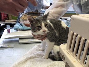 A rescued cat is shown in a handout photo from the Guelph Humane Society. The Guelph Humane Society says it has taken in 80 cats that were found in a home in the southwestern Ontario city. THE CANADIAN PRESS/HO-Guelph Humane Society MANDATORY CREDIT