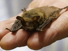 In this Feb. 8, 2017 photo, a northern long-eared bat, is held at the Cleveland Museum of Natural History, in Cleveland. Canadian bats are unlikely to be the source of virus strains that can infect humans such as the one currently raising global alarms, a bat expert says.