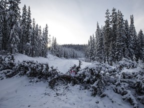 Trees fell across the road block access to Gidimt'en checkpoint near Houston B.C., on Wednesday January 8, 2020. The Wet'suwet'en peoples are occupying their land and trying to prevent the Coastal GasLink pipeline from going through it.
