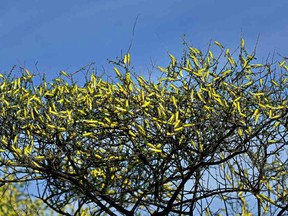 A swarm of locusts clusters on the canopies of shrubs at Lerata village in Kenya on Jan. 22, 2020.