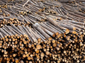 Freshly cut trees at a sawmill in British Columbia.