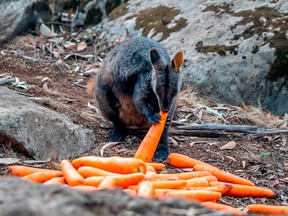 This handout photo taken on January 11, 2020 and released by NSW National Parks and Wildlife Services shows a wallabie eating a carrot dropped by the NSW National Parks and Wildlife services over the bushfire affected areas along the South Coast for wallabies.