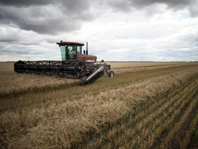 A wheat farmer works his field northwest of Regina, Sept. 21, 2019
