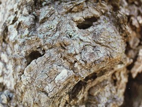 A face-like impression in a tree.