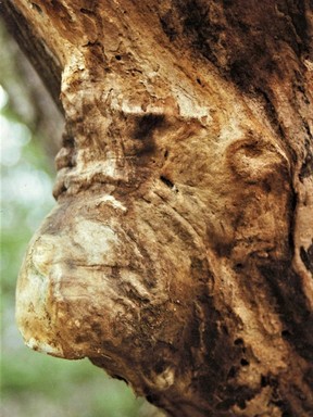 A face-like impression in a tree.