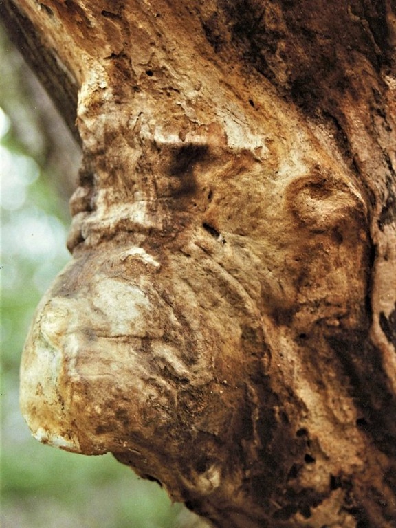 Seeing faces in trees correlates to creativity, and cognitive