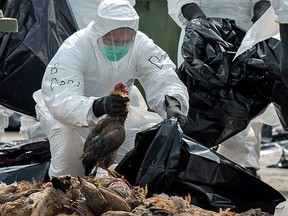 A worker wearing a mask and protective suit piles dead chickens into black refuse bags in Hong Kong on January 28, 2014, during a mass poultry cull.