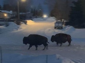 Bison are seen in Hythe, Alta. on Wednesday, February 19, 2020 in this handout photo. RCMP say all but three of the bison on the lam near a village in northwestern Alberta have been rounded up. The owner of the herd had been parked Tuesday evening at a service station in Hythe, Alta., when the side door of the trailer was worked loose by the livestock.