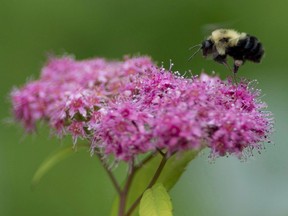 A bee pollinates flowers in a garden in Chelsea, Que., Wednesday June 25, 2014 . New research has measured the impact that climate change is having on bee populations.