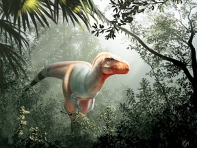 A fearsome lizard whose name means "reaper of death" is the first new tyrannosaur species to be identified in Canada in 50 years, say researchers with the University of Calgary and the Royal Tyrrell Museum. The dinosaur is shown in a handout illustration. THE CANADIAN PRESS/HO-University of Calgary-Julius Csotonyi MANDATORY CREDIT